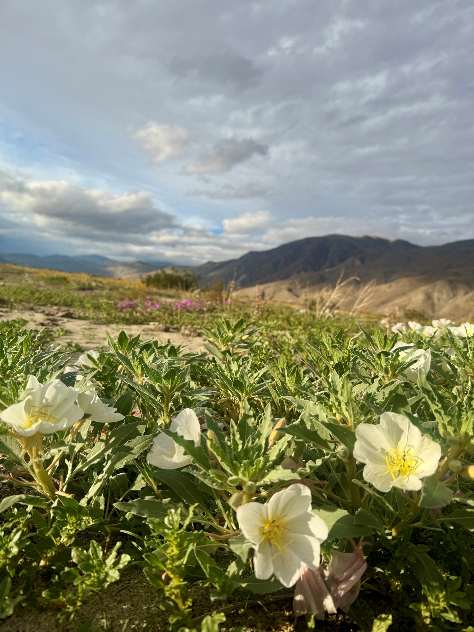 Primroses at Anza-Borrego Desert State Park, January 2026 Primroses at Anza-Borrego Desert State Park, January 2026